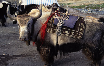 The Amazing Yak