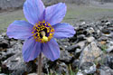 Blue Poppy