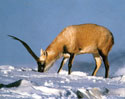 Tibetan antelope