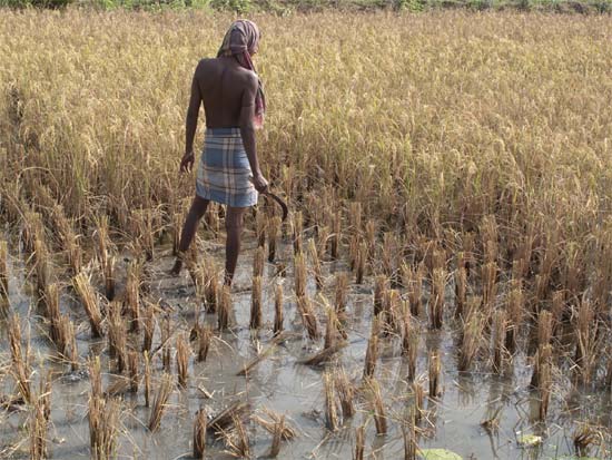 Rice harvesting